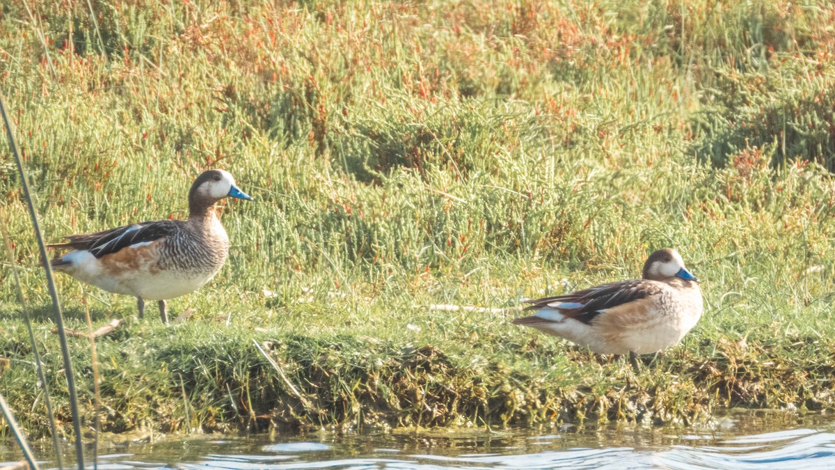 Chiloe Wigeon - ML638057328