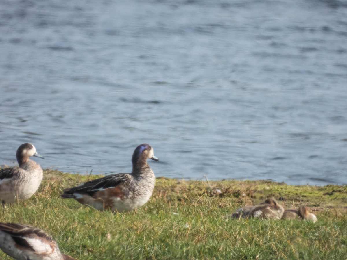 Chiloe Wigeon - ML638057329