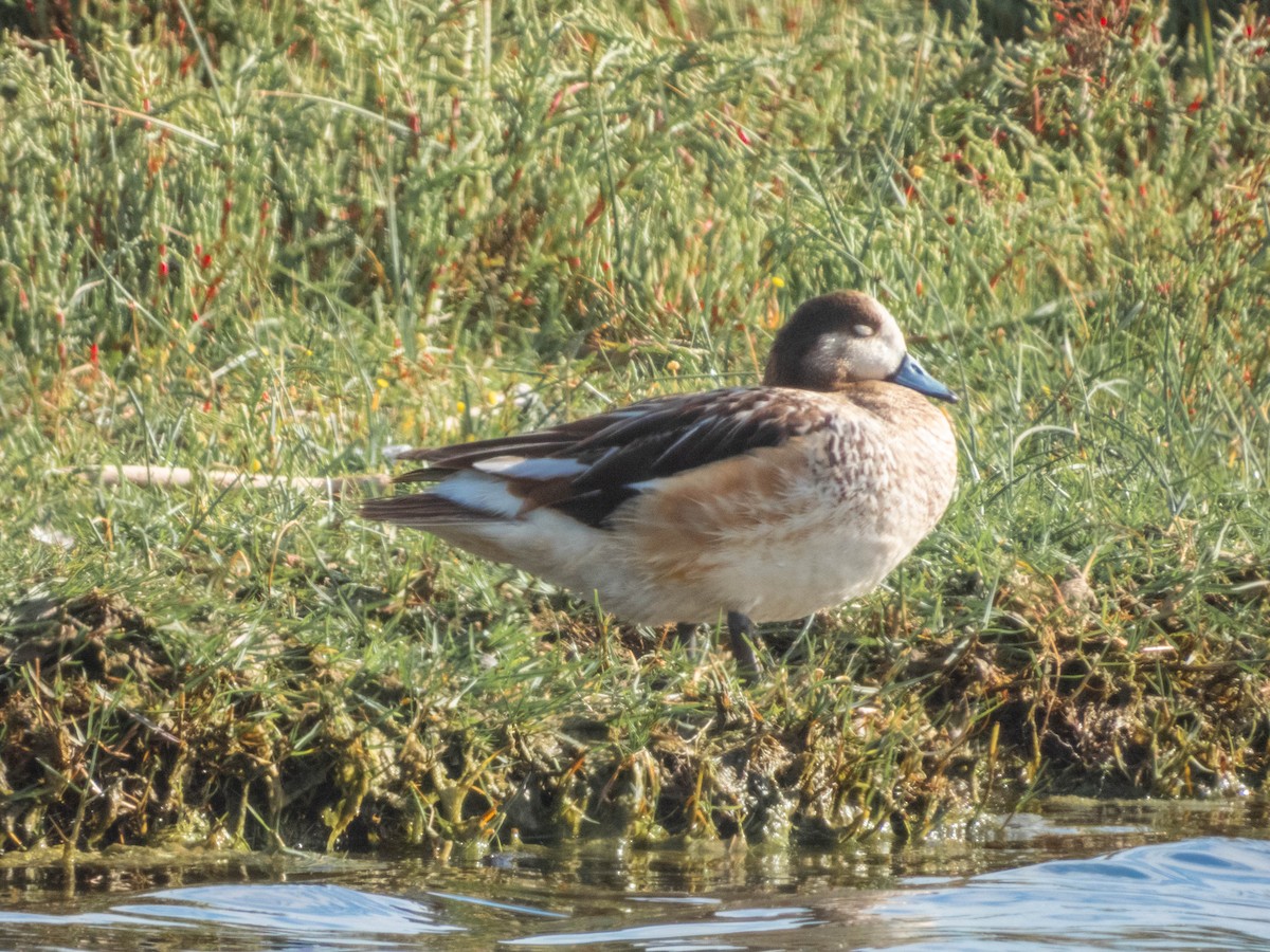 Chiloe Wigeon - ML638057331