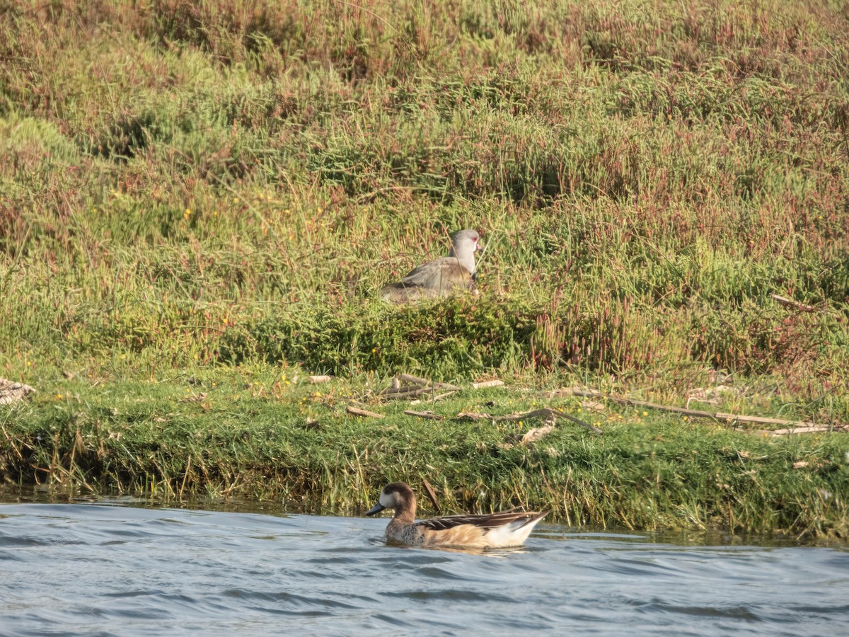 Chiloe Wigeon - ML638057333