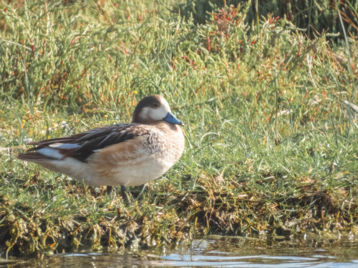 Chiloe Wigeon - ML638057334