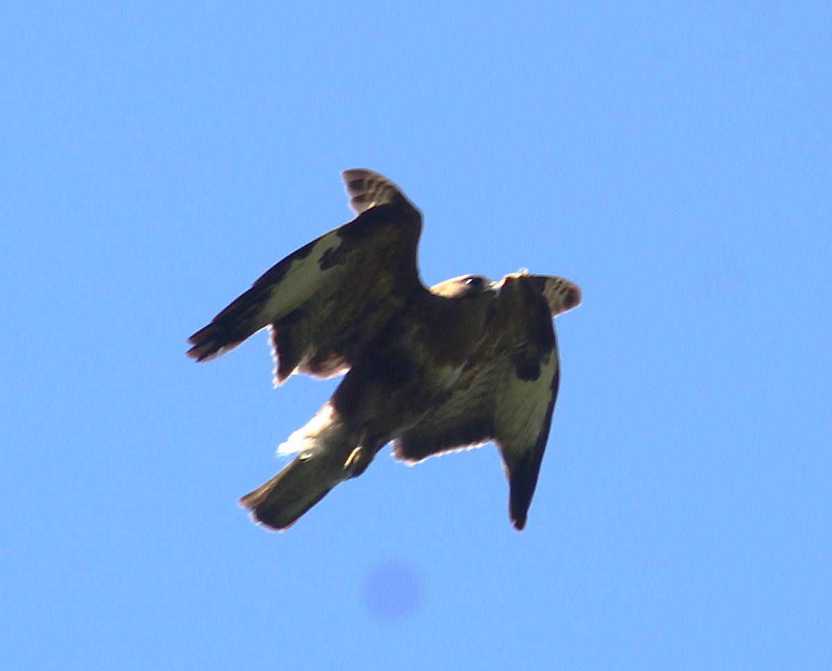 Himalayan Buzzard - ML638057339