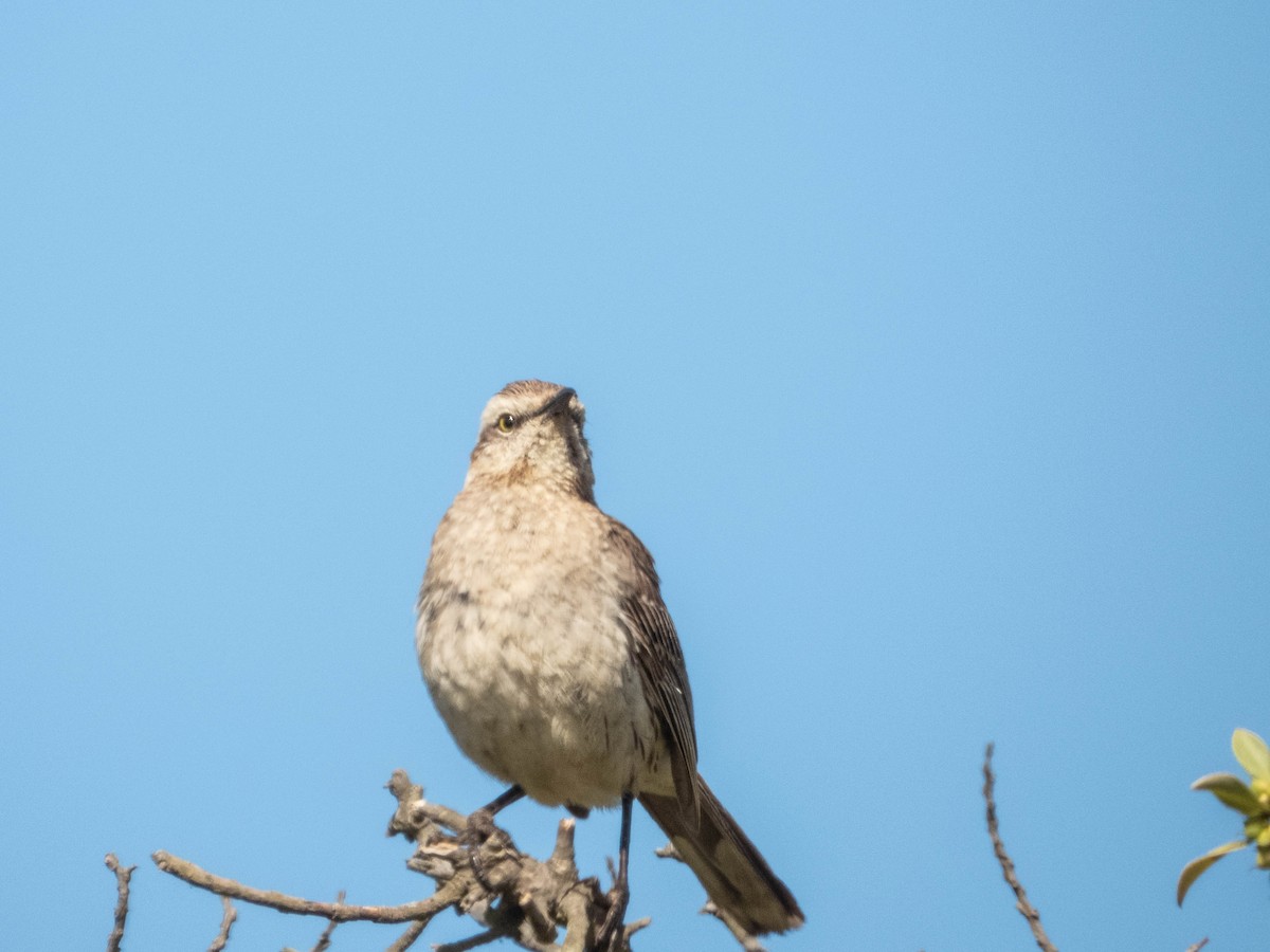Chilean Mockingbird - ML638057344