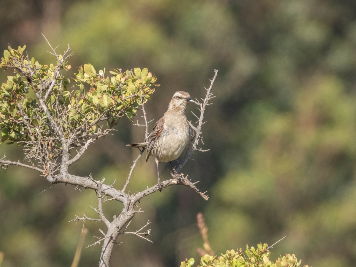 Chilean Mockingbird - ML638057345