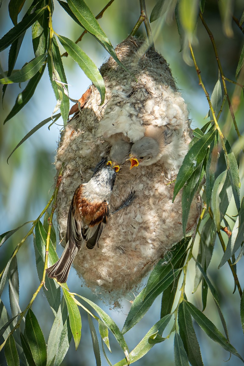 Eurasian Penduline-Tit - ML638057403