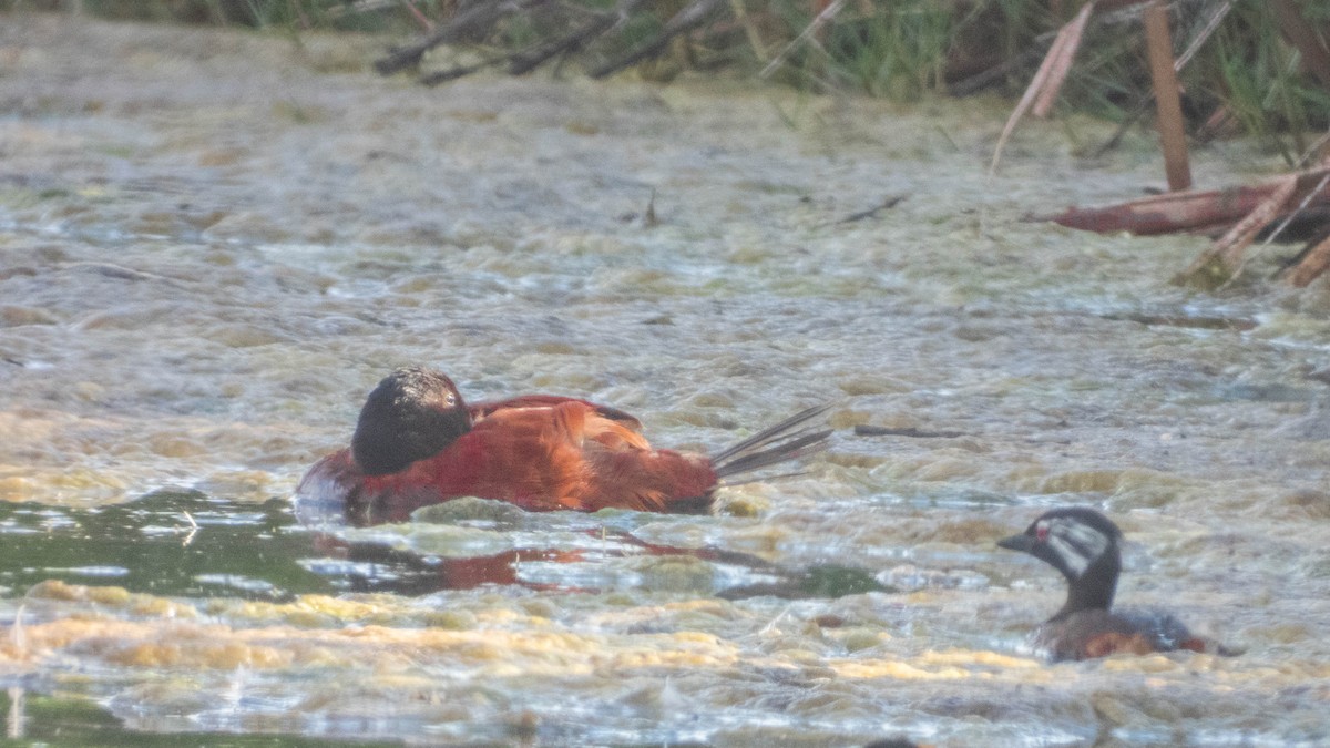 Lake Duck - ML638057412