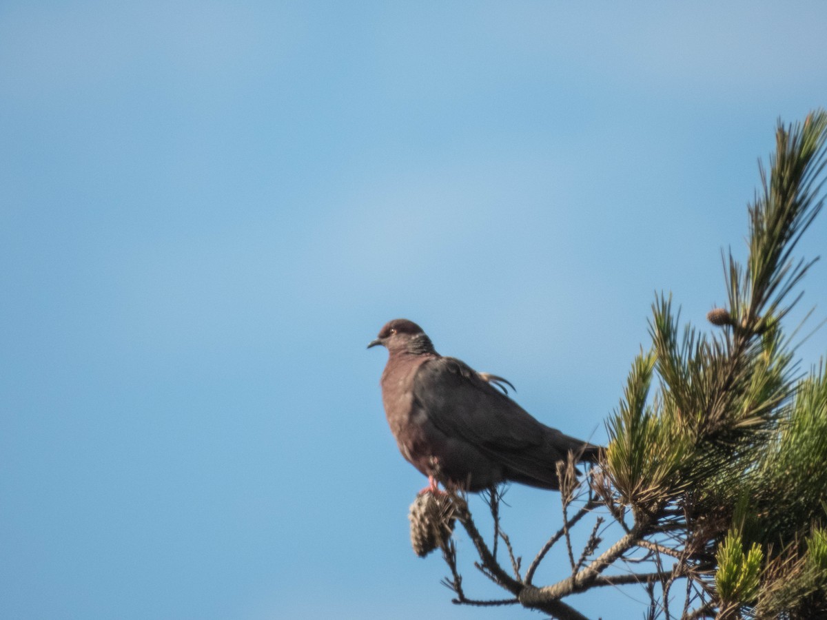 Chilean Pigeon - ML638057452