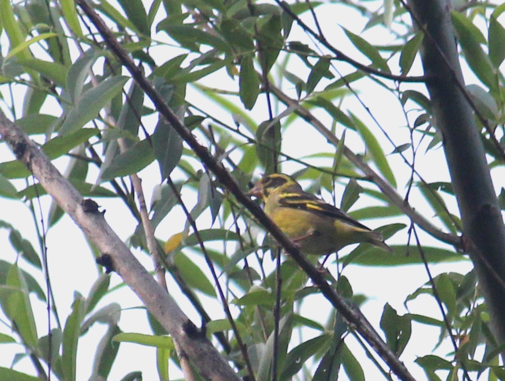 Yellow-breasted Greenfinch - ML638057453