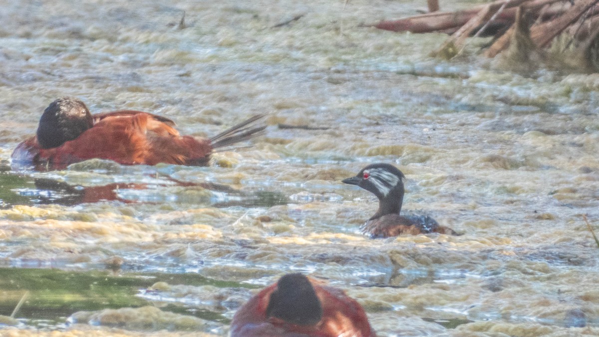 White-tufted Grebe - ML638057458