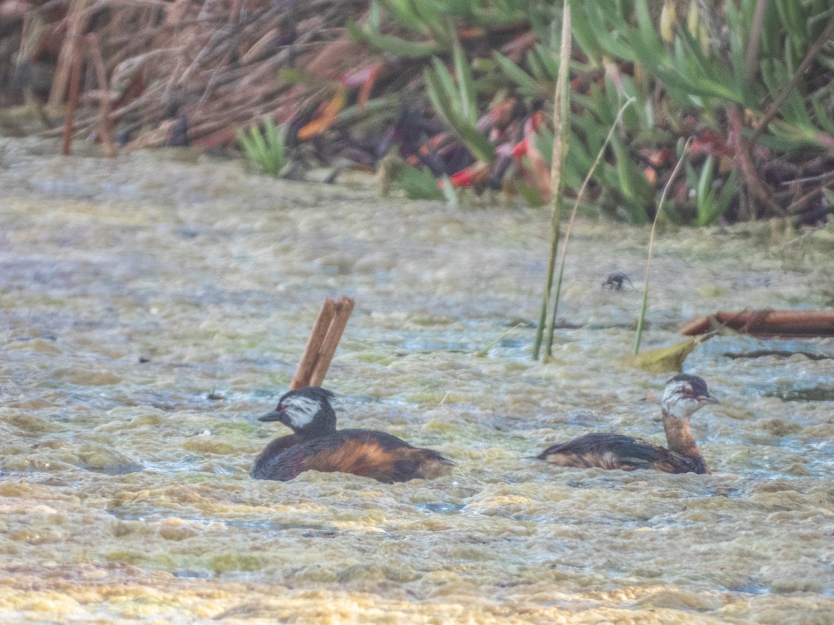 White-tufted Grebe - ML638057460