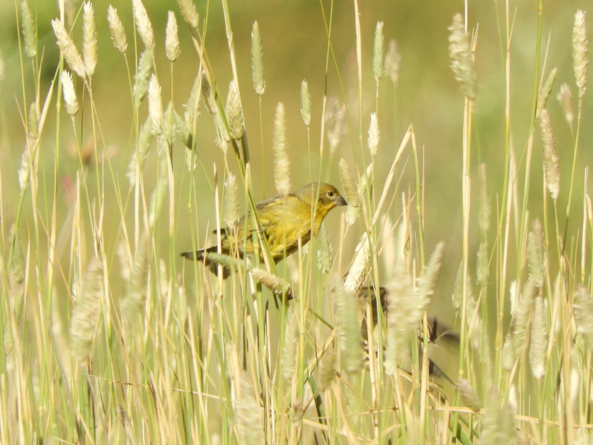 Grassland Yellow-Finch - ML638057463