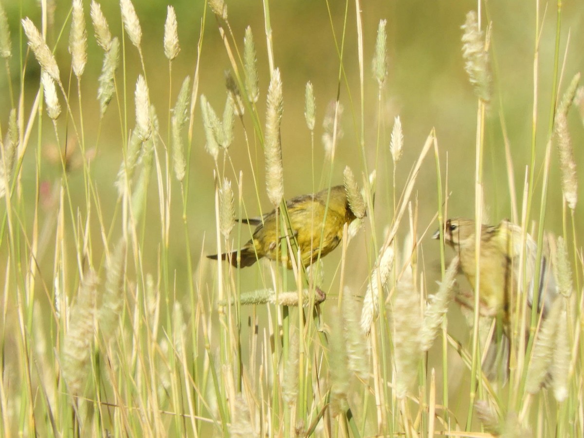 Grassland Yellow-Finch - ML638057464