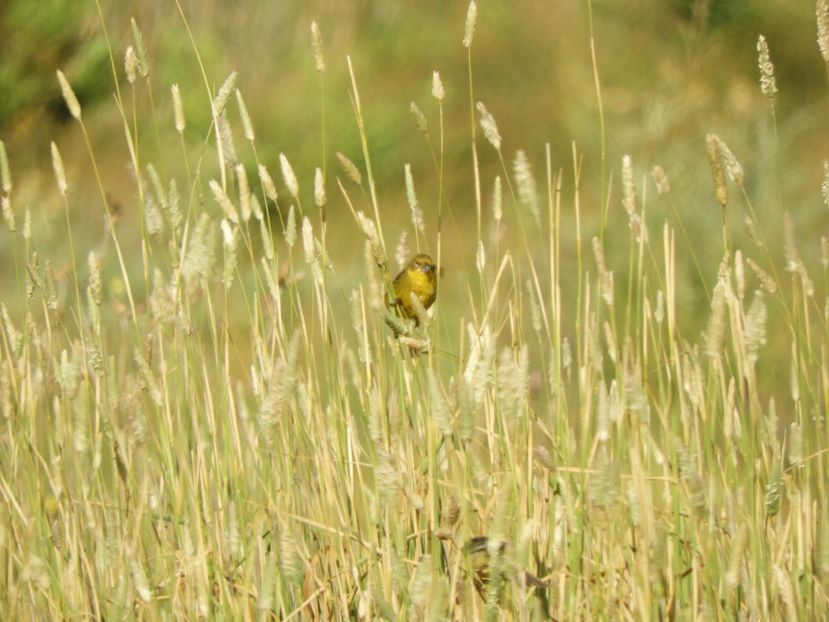 Grassland Yellow-Finch - ML638057465