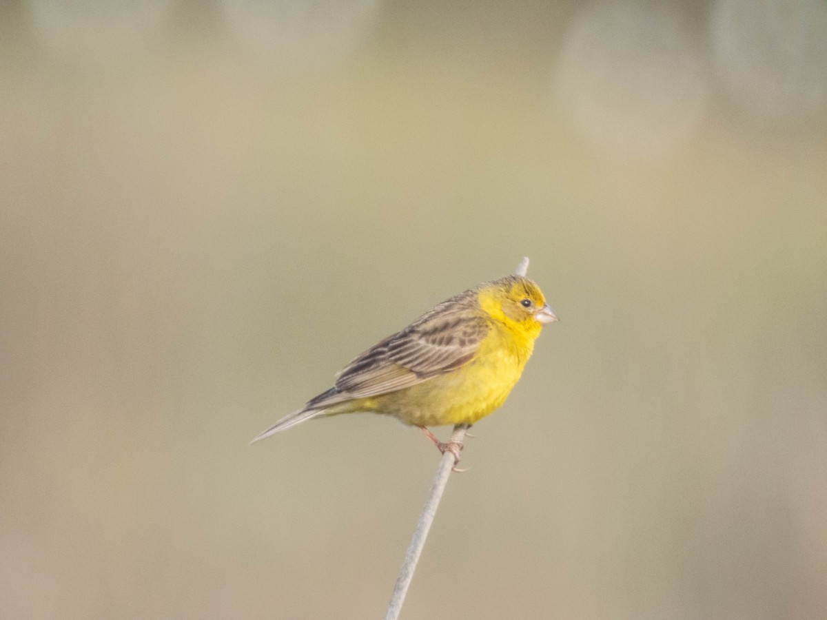 Grassland Yellow-Finch - ML638057466