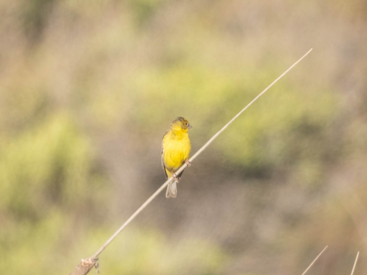 Grassland Yellow-Finch - ML638057467