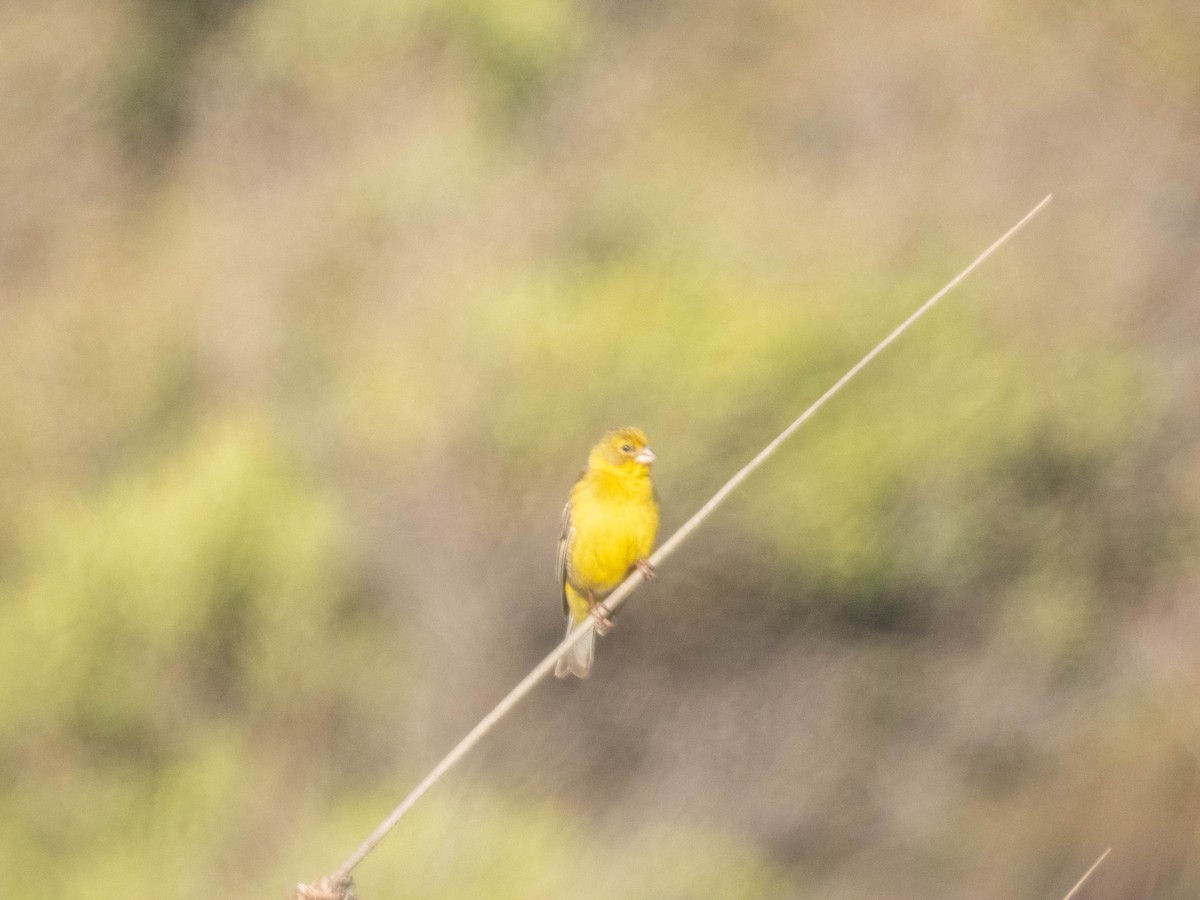 Grassland Yellow-Finch - ML638057468