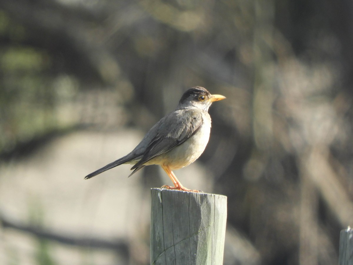 Austral Thrush - ML638057486