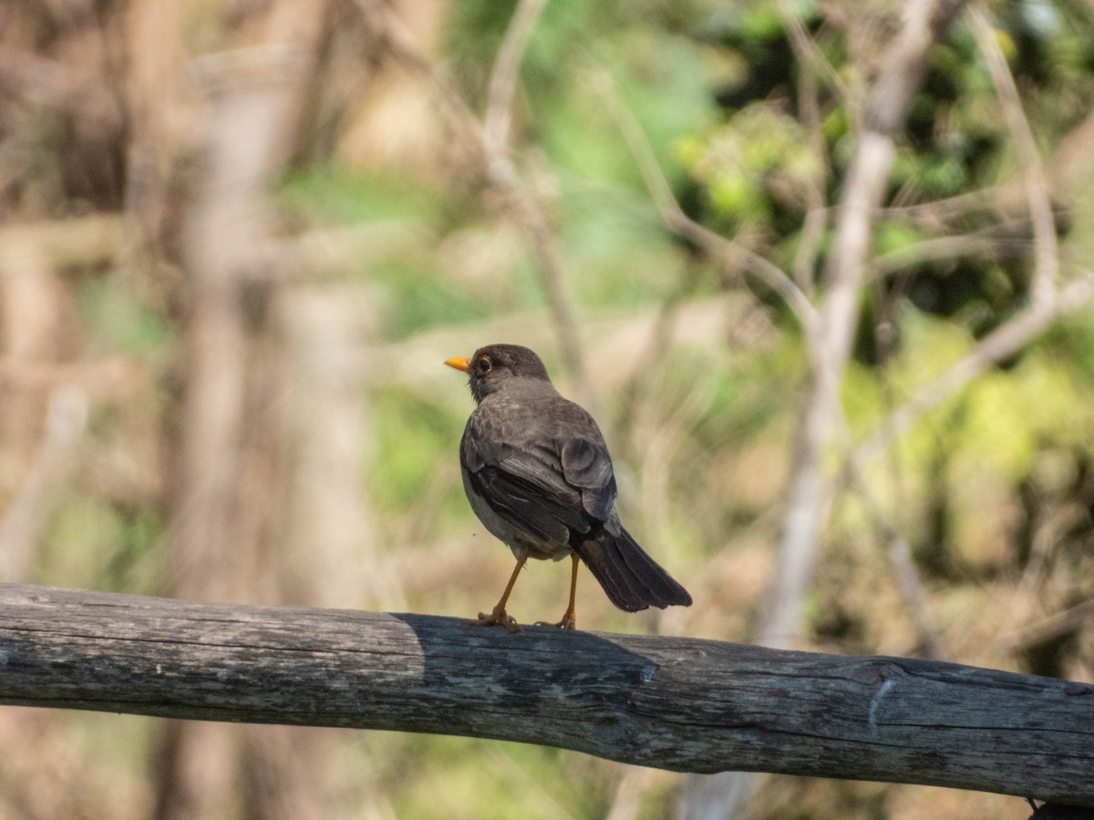 Austral Thrush - ML638057488