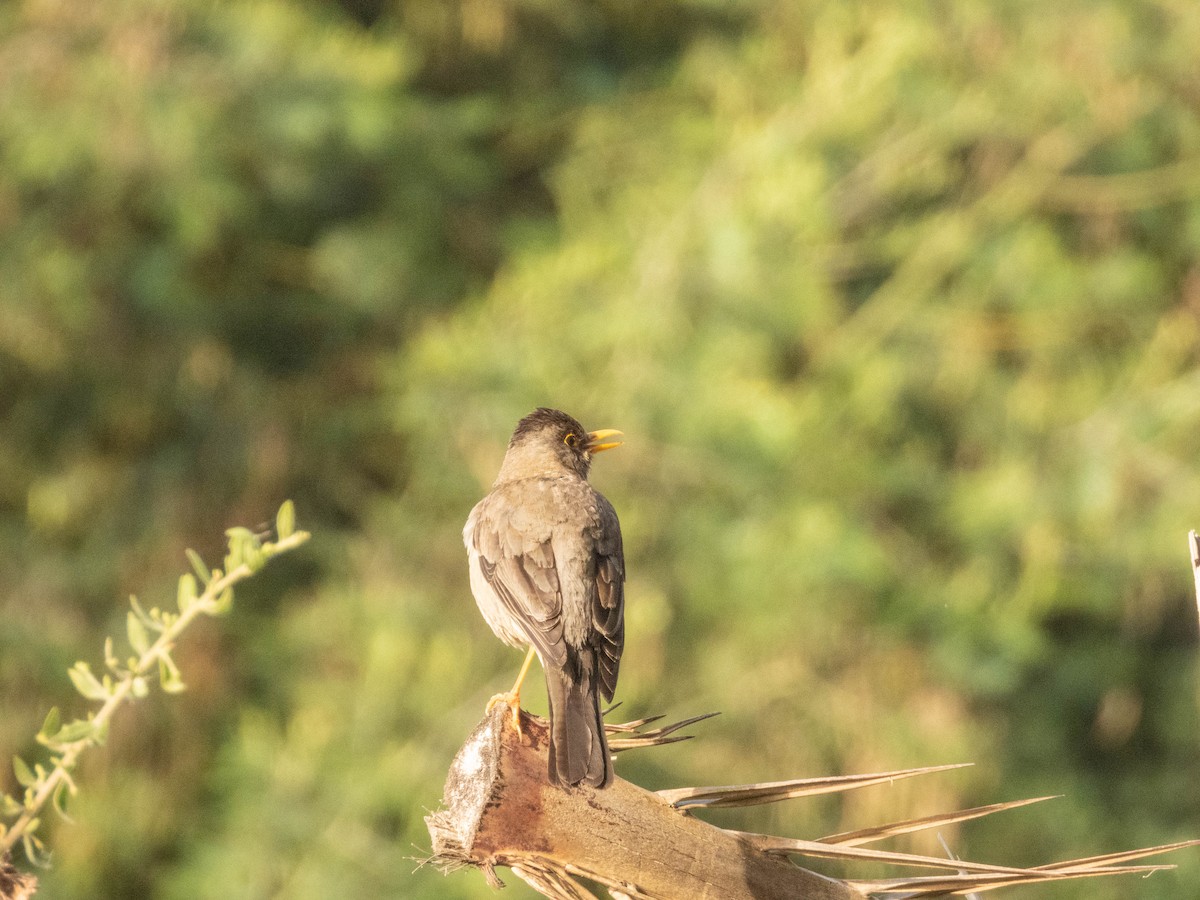 Austral Thrush - ML638057489