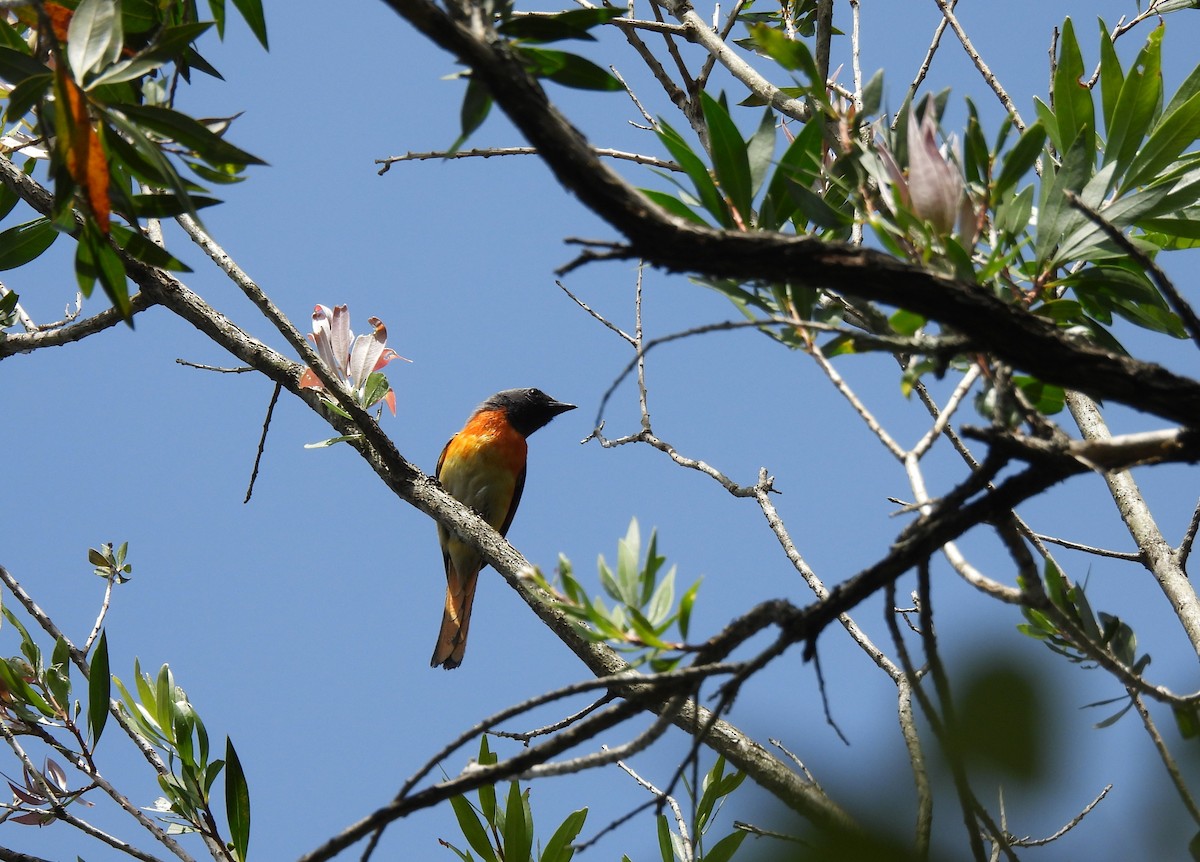 Small Minivet - ML638057495