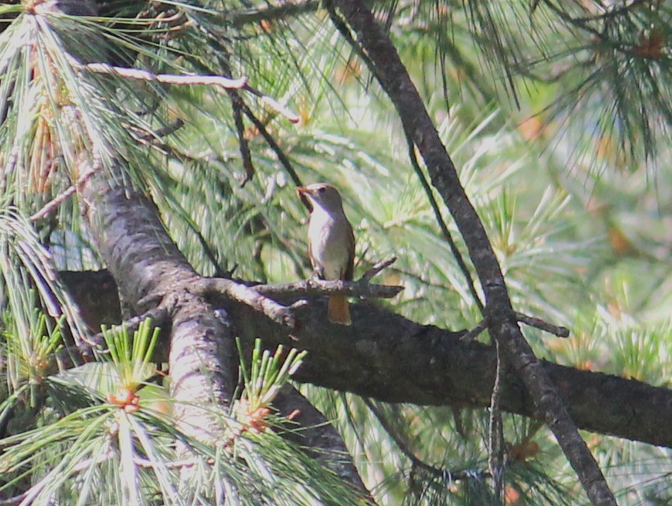 Rusty-tailed Flycatcher - ML638057497