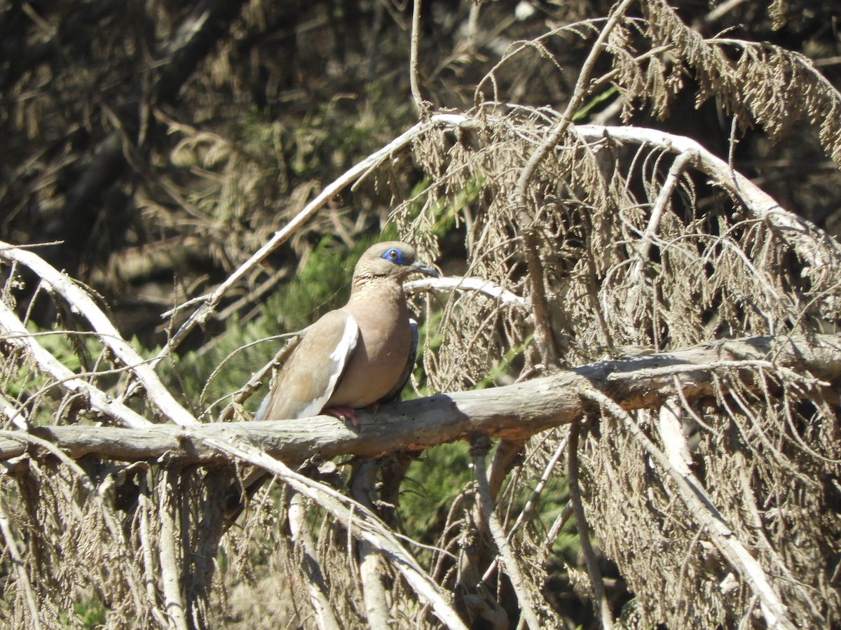 West Peruvian Dove - ML638057503