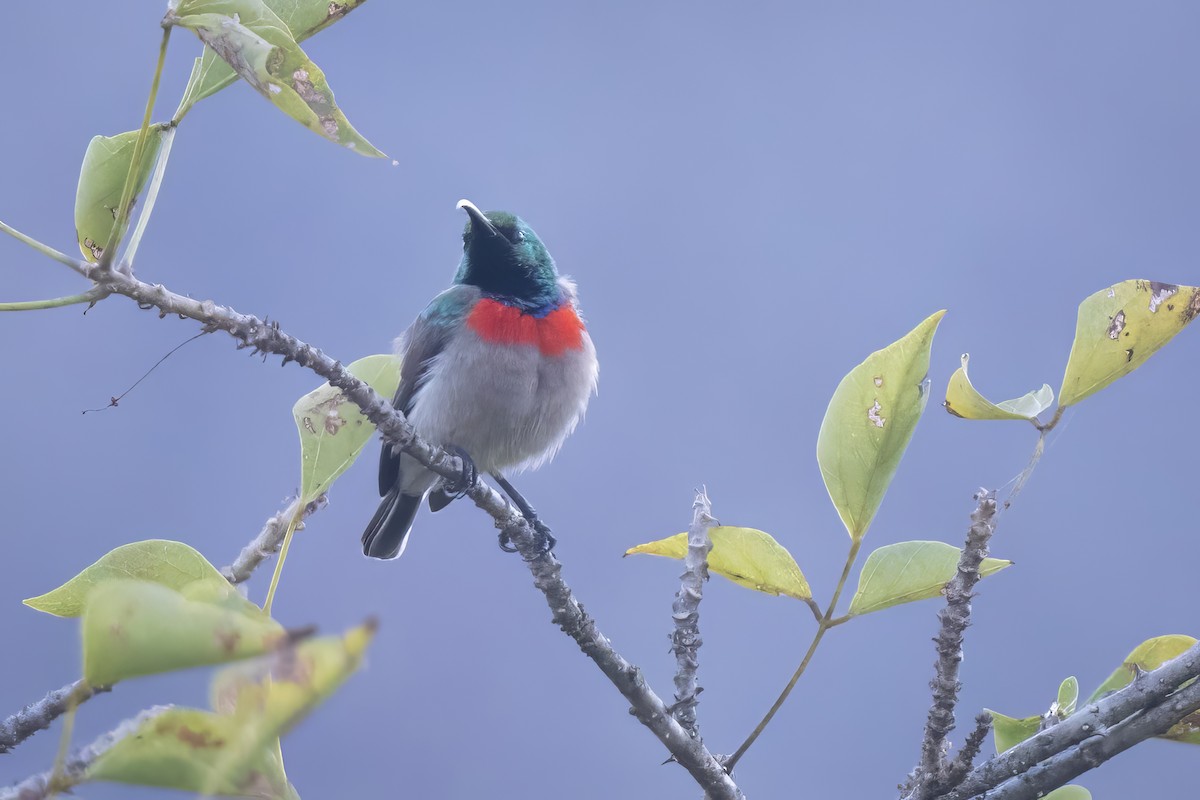 Eastern Miombo Sunbird - ML638057504
