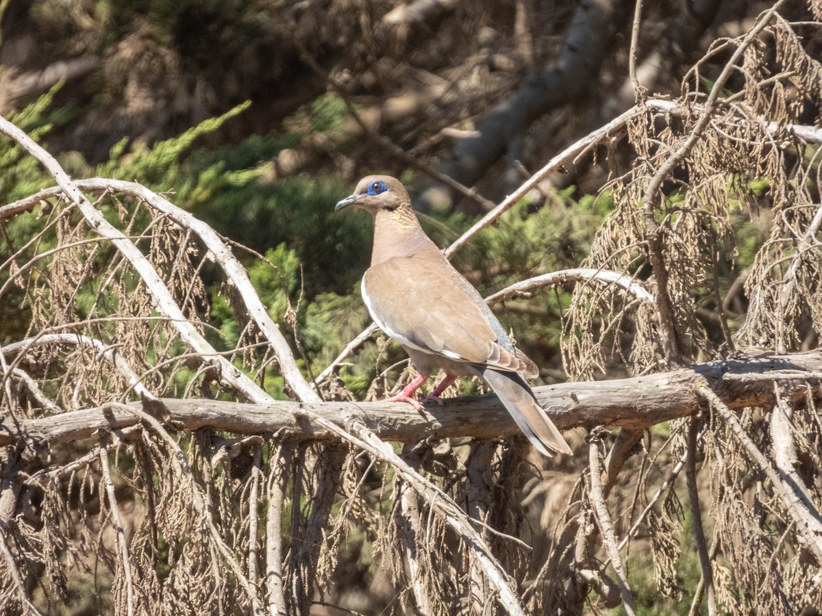 West Peruvian Dove - ML638057507