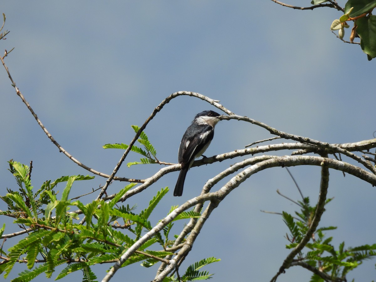 Bar-winged Flycatcher-shrike - ML638057514