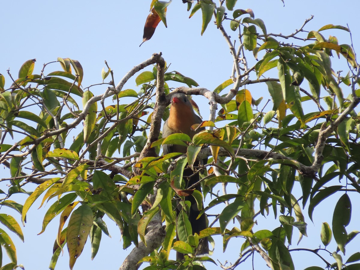 Red-billed Malkoha - ML638057551