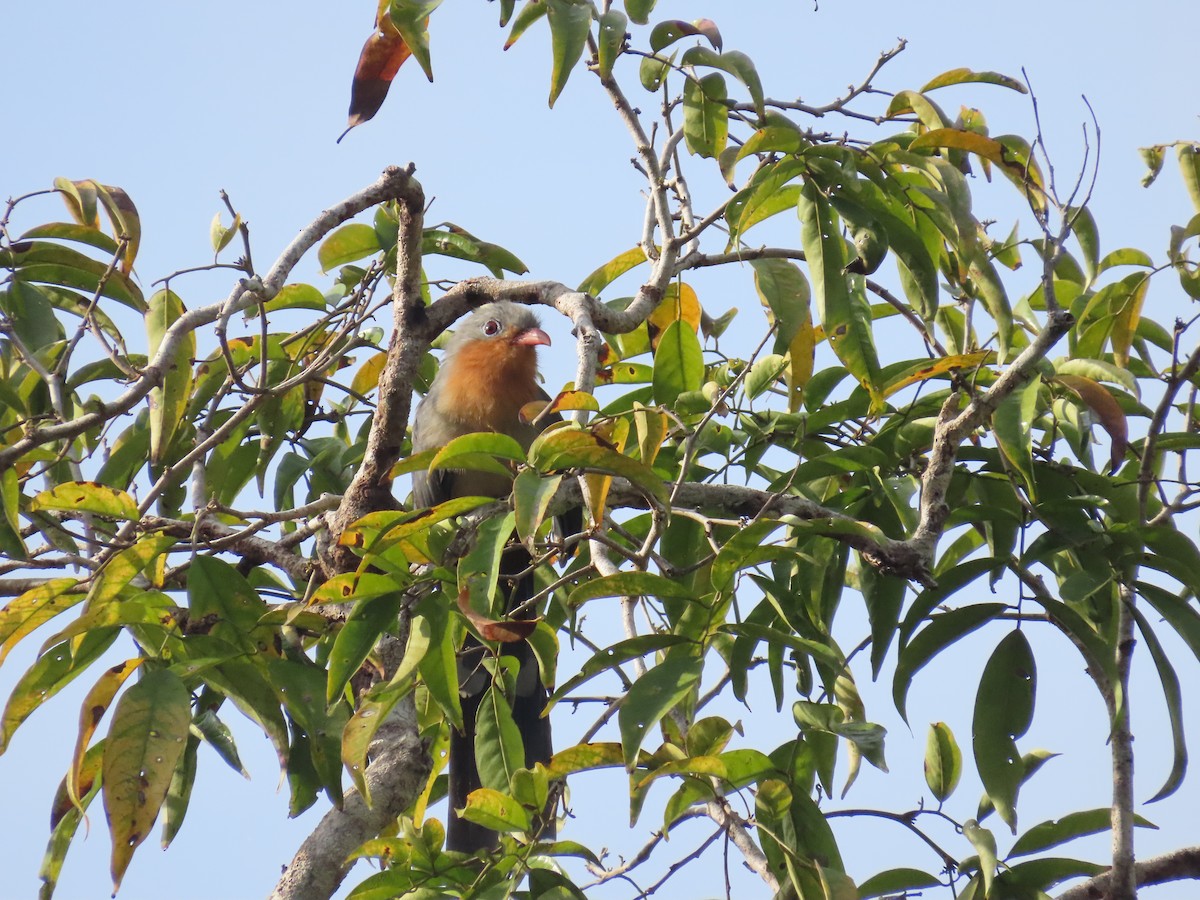 Red-billed Malkoha - ML638057552