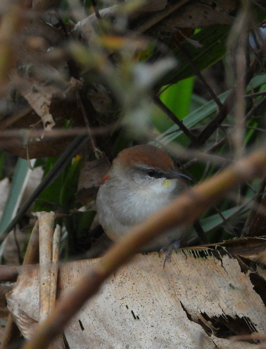 Yellow-chinned Spinetail - ML638057588