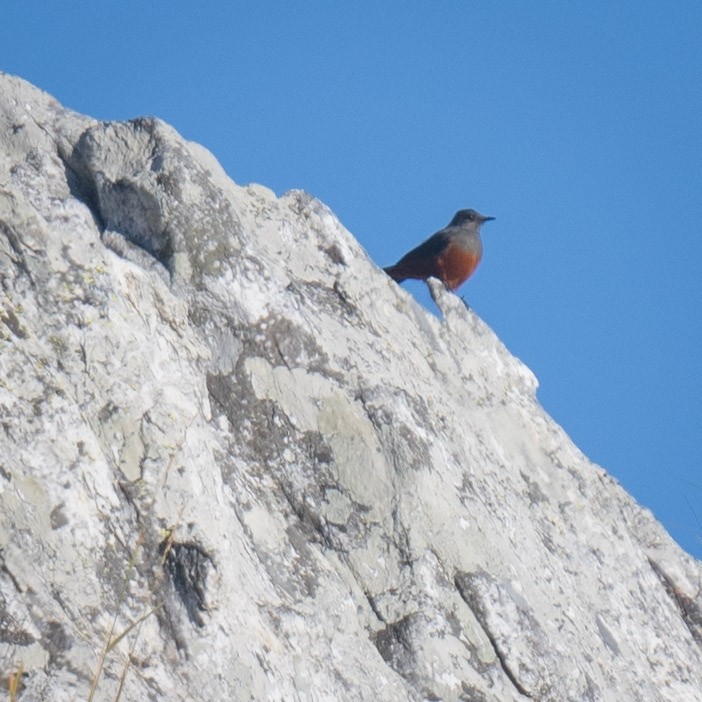 Mocking Cliff-Chat - ML638057600