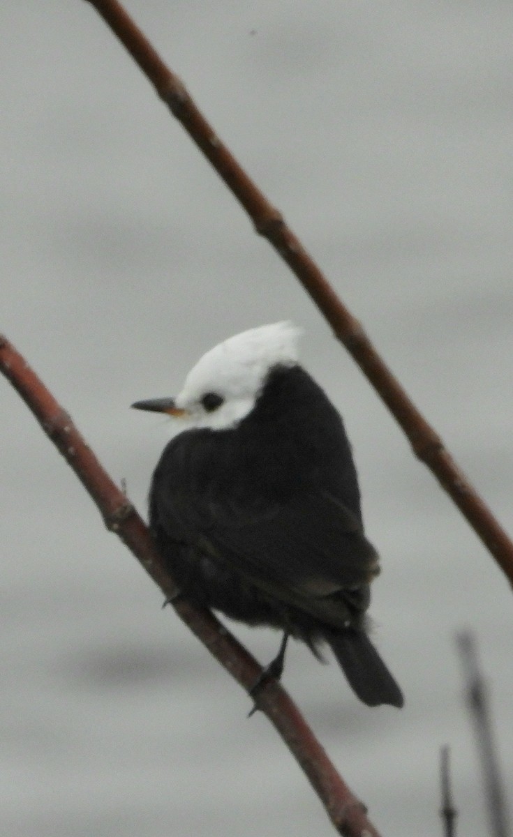 White-headed Marsh Tyrant - ML638057607