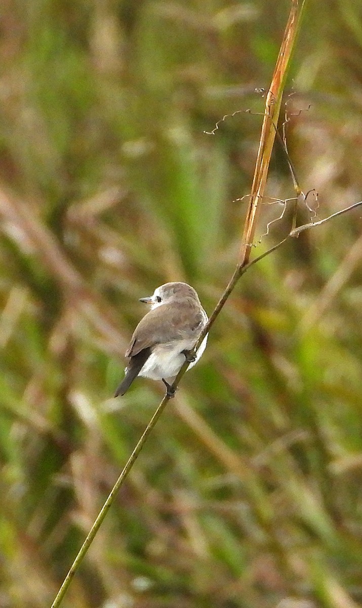 White-headed Marsh Tyrant - ML638057608