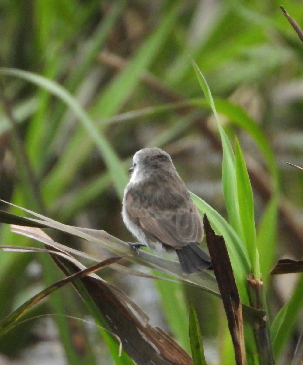 White-headed Marsh Tyrant - ML638057609