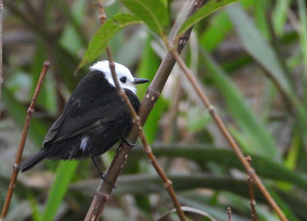 White-headed Marsh Tyrant - ML638057610