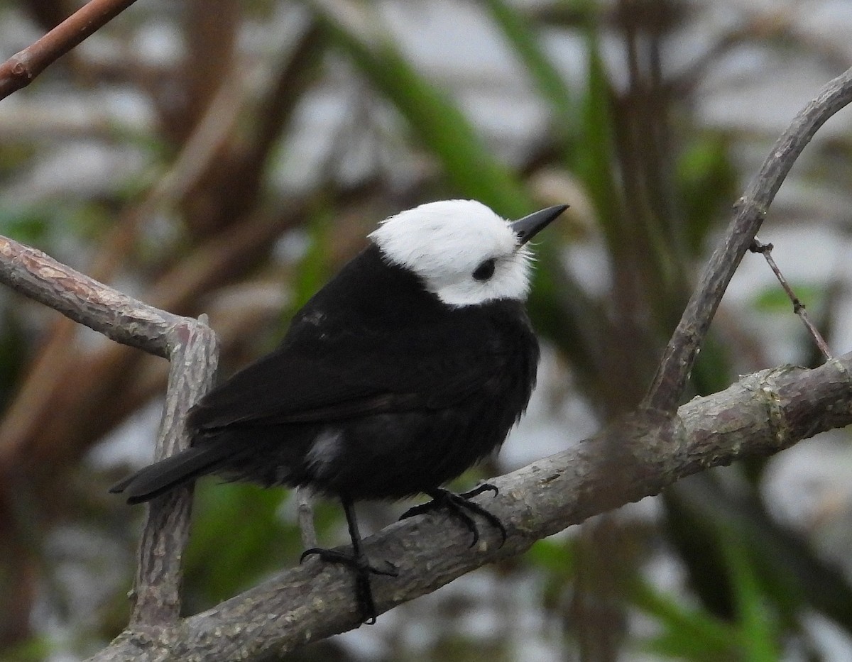 White-headed Marsh Tyrant - ML638057611
