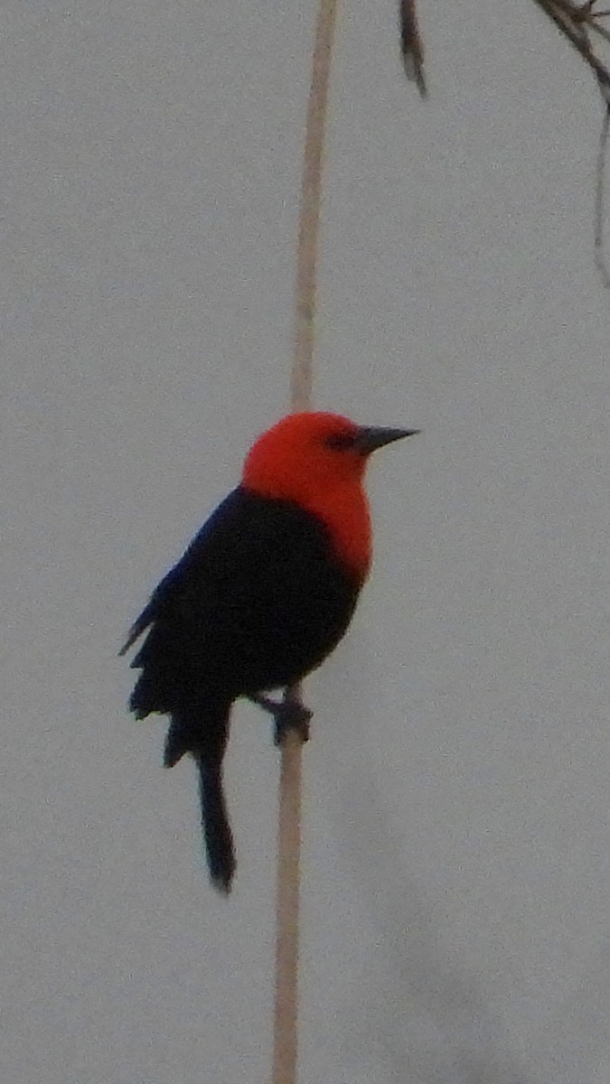 Scarlet-headed Blackbird - ML638057625