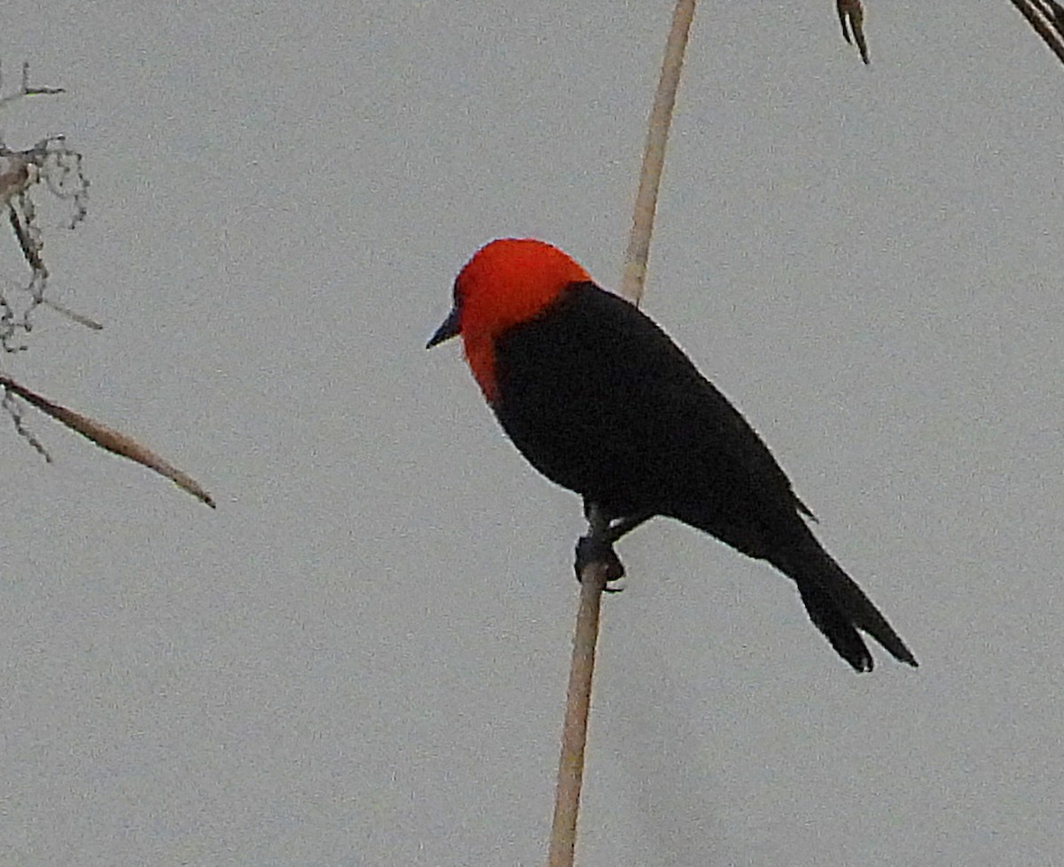 Scarlet-headed Blackbird - ML638057626
