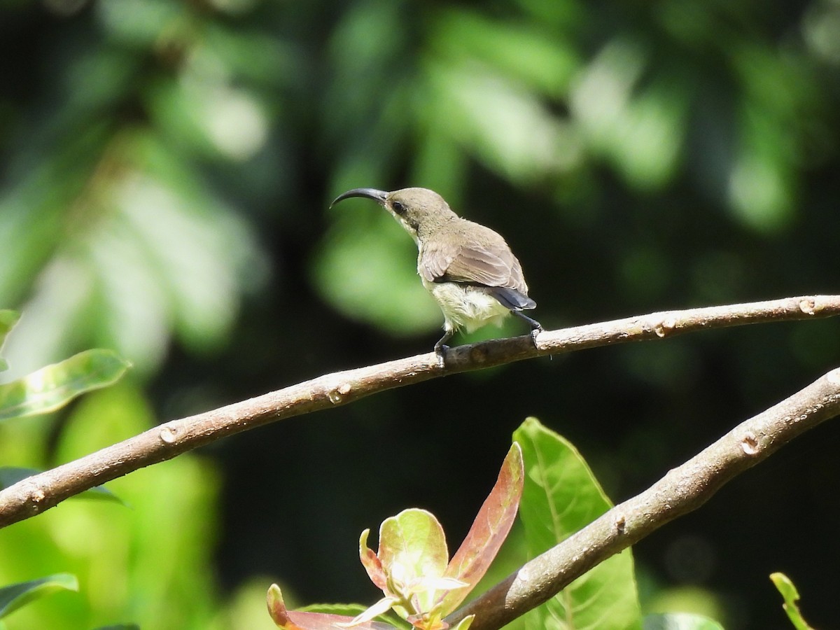 Loten's Sunbird - ML638057632