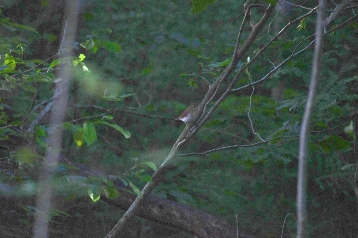 Veery - ML638057647