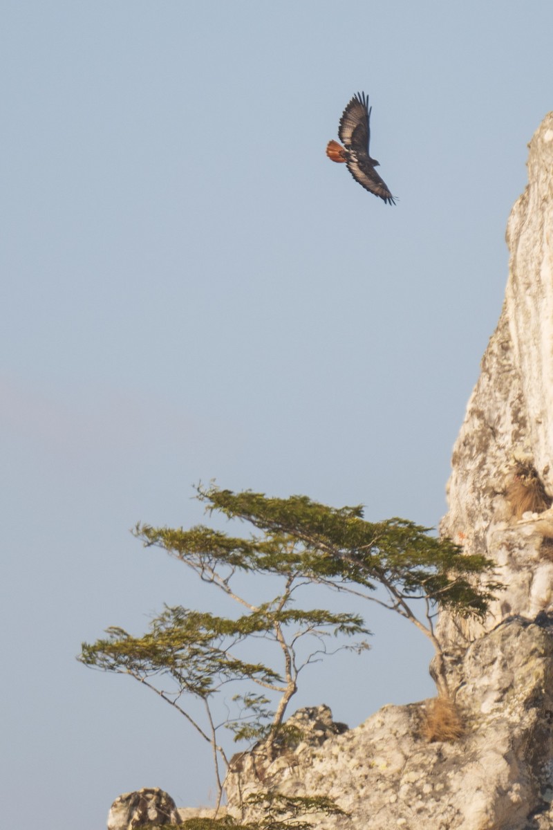 Augur Buzzard - ML638057655