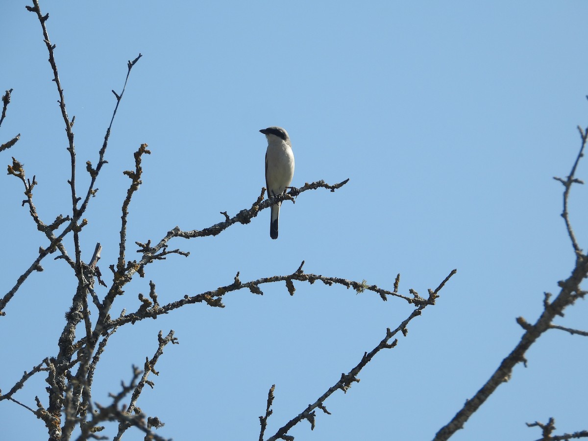 Red-backed Shrike - ML638057660