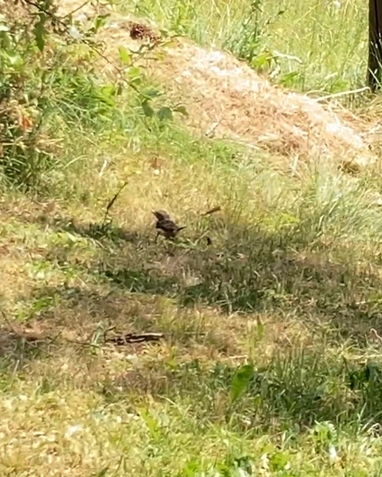 Eurasian Wryneck - ML638057664