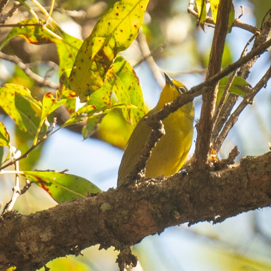 Southern Yellow White-eye - ML638057694