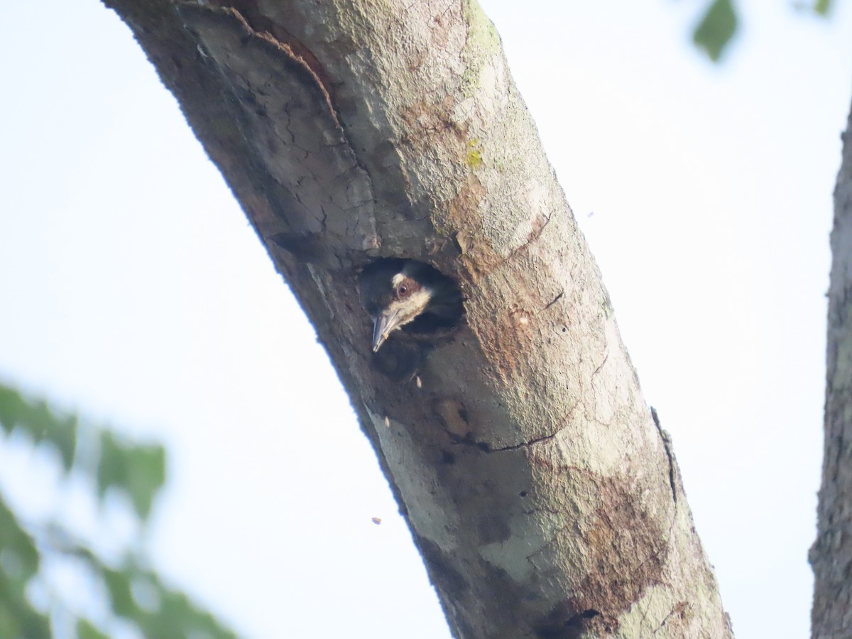 Sunda Pygmy Woodpecker - ML638057698