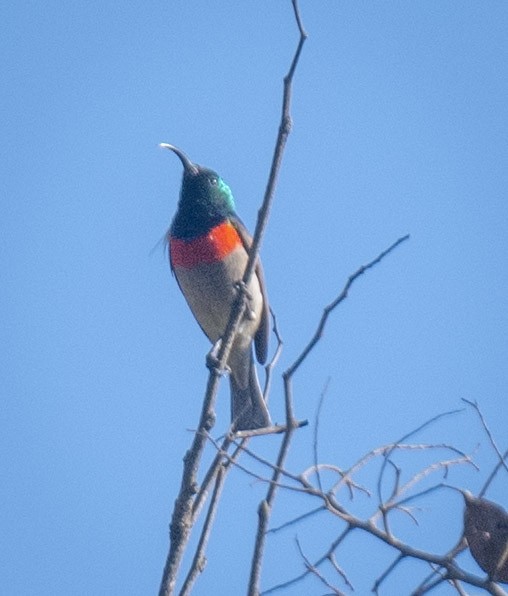 Eastern Miombo Sunbird - ML638057703