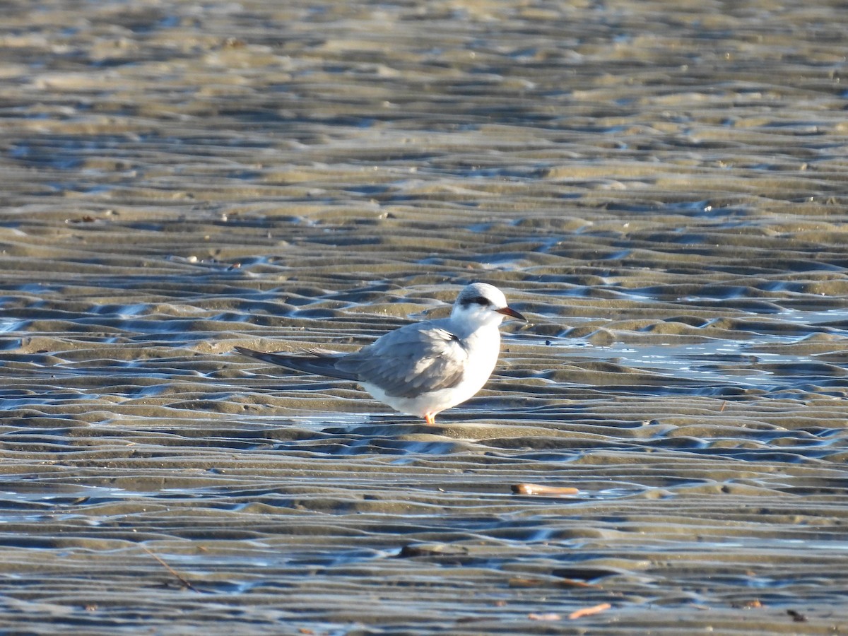 Black-fronted Tern - ML638057740