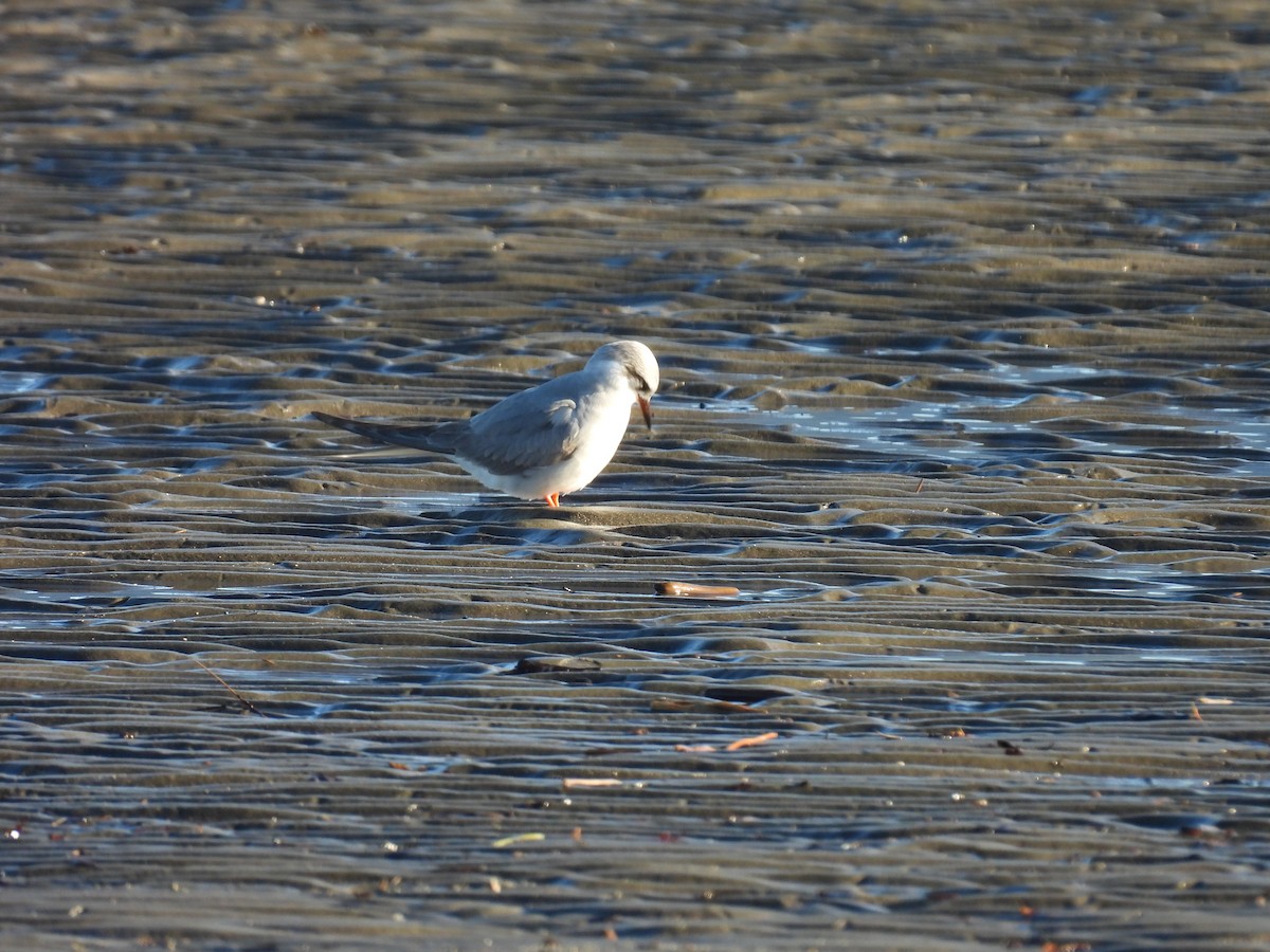 Black-fronted Tern - ML638057741